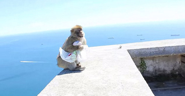 顽皮猕猴从游客背包里偷午餐