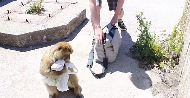 顽皮猕猴从游客背包里偷午餐