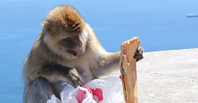 頑皮獼猴從遊客背包裏偷午餐