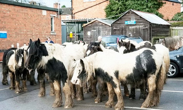 20余匹矮種馬逃出英國農場 致小鎮交通癱瘓