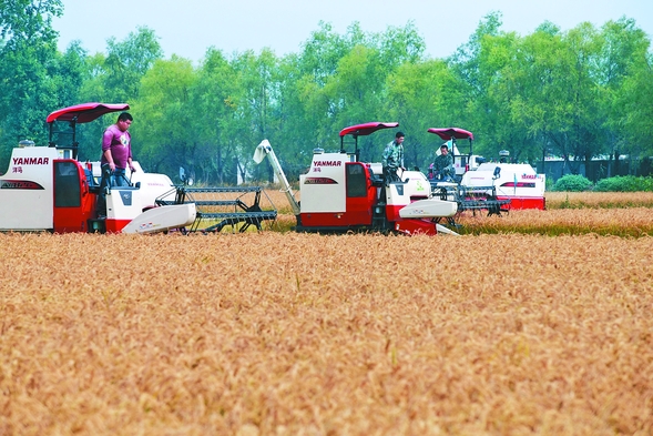 樺川大米香飄五湖四海 樺川大米香飄五湖四海