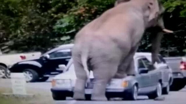 泰国发情大象狂殴汽车 引擎盖被坐塌