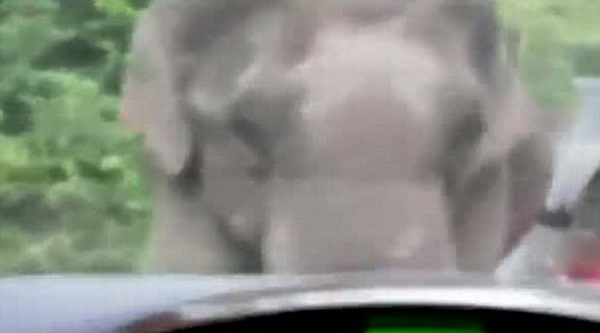 泰国发情大象狂殴汽车 引擎盖被坐塌