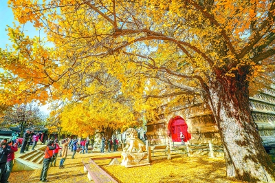 北京市屬公園公佈“落葉景觀區”