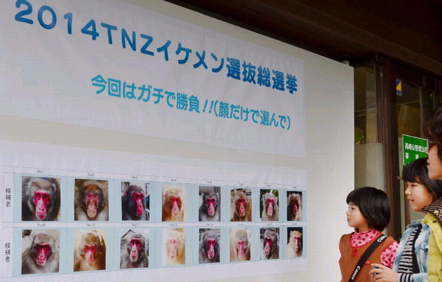 日本動物園猴子選美 外貌和猴群地位是評選標準