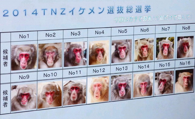 日本动物园猴子选美 外貌和猴群地位是评选标准
