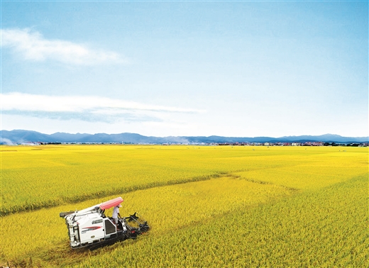 貴港港南區:東津細米富硒富民 貴港港南區:東津細米富硒富民