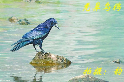 三明永安2019年记录到24种新鸟