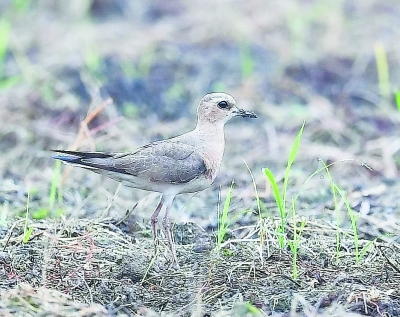 三明永安2019年記錄到24種新鳥