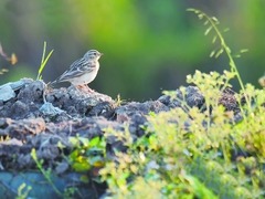 三明永安2019年記錄到24種新鳥