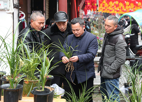 赏花品传统艺术川兰第一早市在成都彭州揭牌