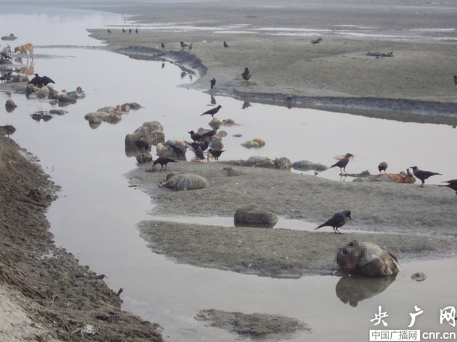 印度恒河漂浮上百具屍體 疑因無錢火葬被拋進河