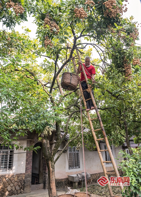 泉州传统村落之永春茂霞：蕴含在园林中的闽南文化生态