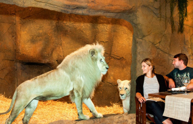 澳大利亚动物园中开旅馆 房客可与狮子共进晚餐