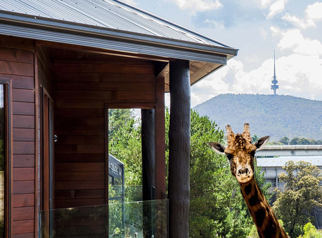 澳大利亚动物园中开旅馆 房客可与狮子共进晚餐