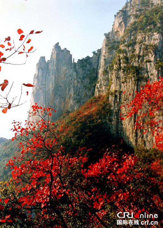 【CRI專稿 圖文】【CRI專稿 列表】以漫山紅葉迎客 重慶巫山全力打造全域旅遊