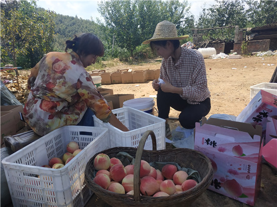 【B】平顶山市鲁山县：深山秋桃红艳艳 小伙电商卖得欢