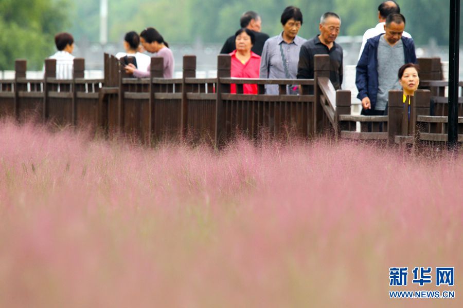 【城市远洋】河南许昌： “粉色海洋”迎客来