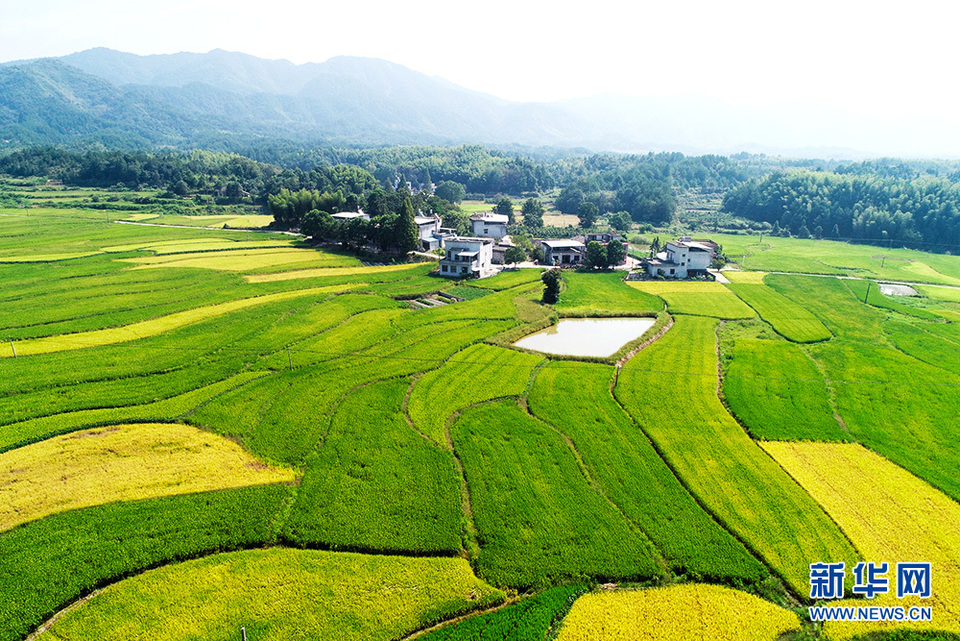 水稻豐收季 田園交響詩