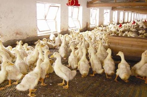 【生态山东-文字列表】济南将划定畜禽禁养区11月底前完成搬迁