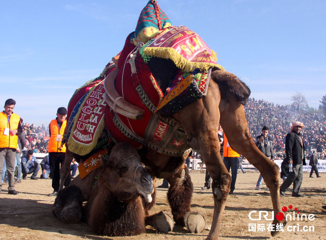 土耳其古城上演駱駝摔跤賽 獨特趣味引關注