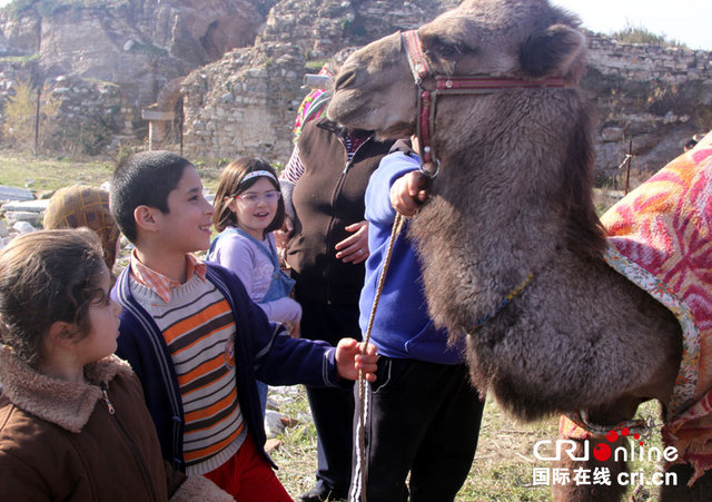 土耳其古城上演駱駝摔跤賽 獨特趣味引關注