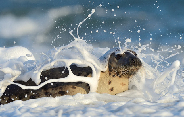 德国摄影师抓拍海豹群洗"泡泡浴"