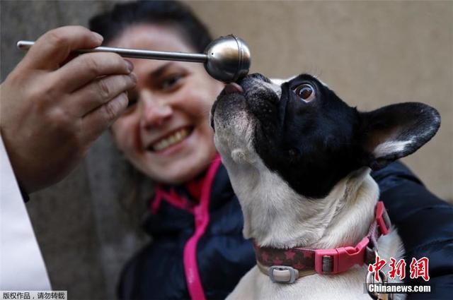 西班牙举行动物祈福仪式 猫狗雪貂接受祝福