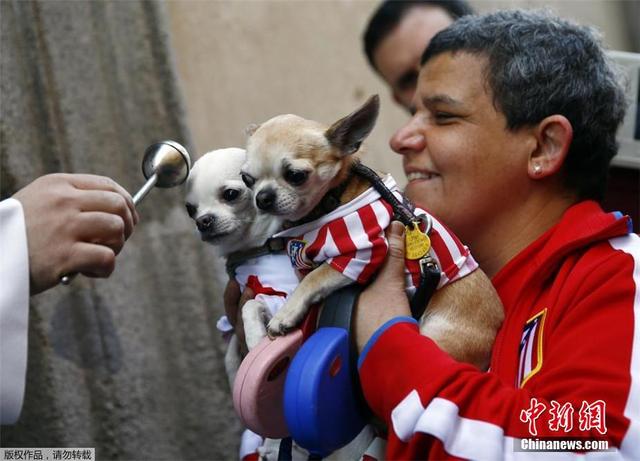 西班牙举行动物祈福仪式 猫狗雪貂接受祝福