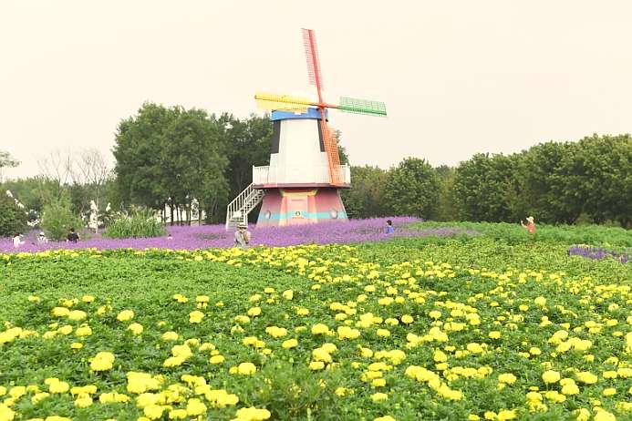 北京市第十二屆菊花文化節正式開幕
