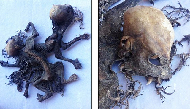 智利農民發現疑似"吸血怪物"殘骸