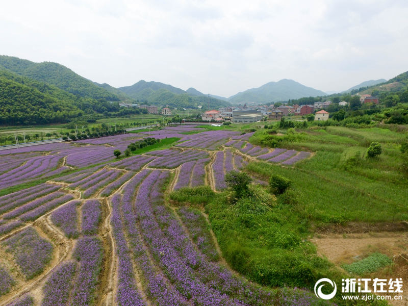 杭州萧山紫色花海的绝美浪漫