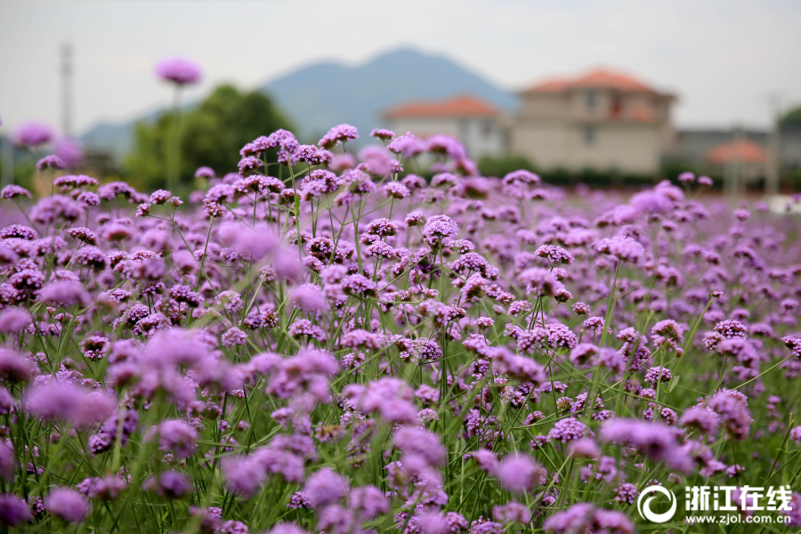 杭州蕭山紫色花海的絕美浪漫