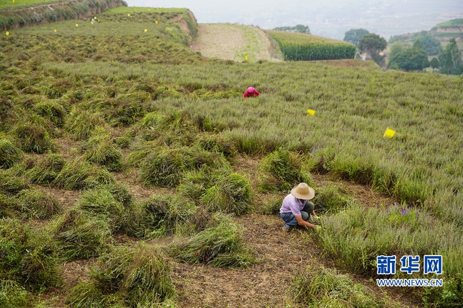 千里帮扶，写在高原上的“脱贫答卷”