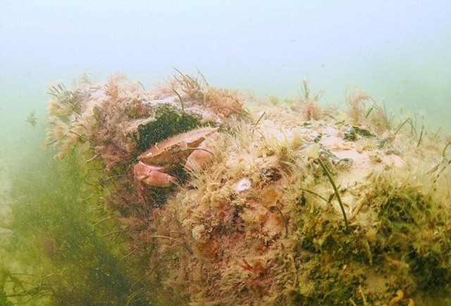 英國北海海底驚現史前森林 仿佛出自魔幻世界