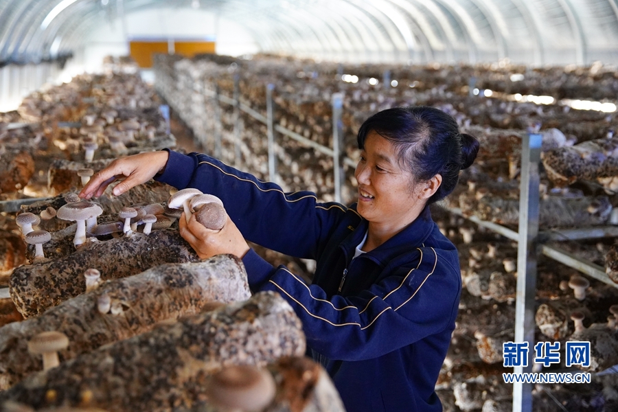 千里帮扶，写在高原上的“脱贫答卷”