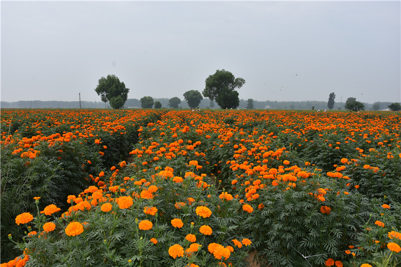 He'nan Province Holds the 2020 Chinese Peasants' Harvest Festival in Xijiangzhai Village, Xiangfu District, Kaifeng City_fororder_77