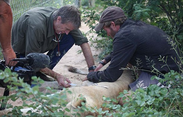 人獅情未了 德國男子收養猛獅教其捕獵