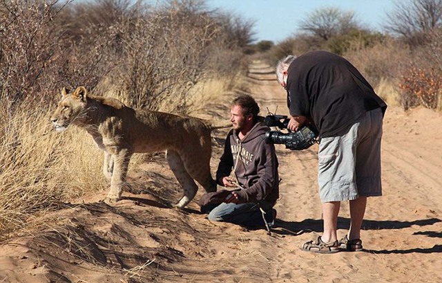 人獅情未了 德國男子收養猛獅教其捕獵