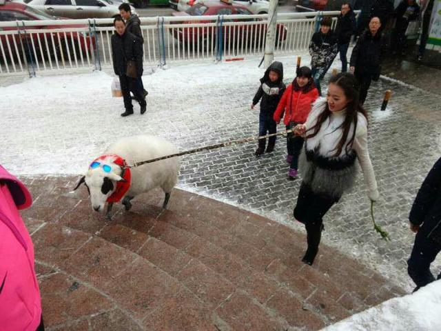 美女街頭雪中遛羊 網友讚姑娘這麼任性