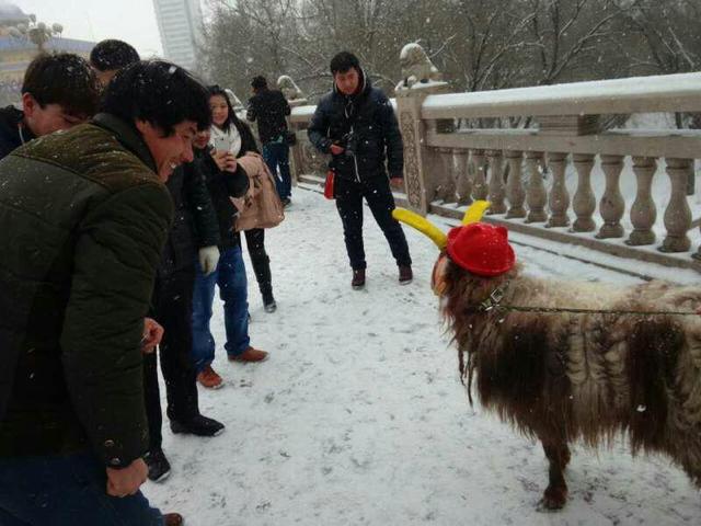 美女街頭雪中遛羊 網友讚姑娘這麼任性