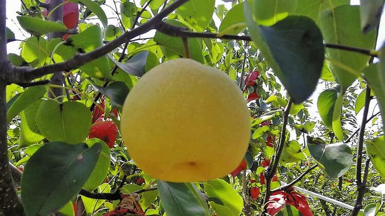 薛新虎：種優質酥梨 做品質農業