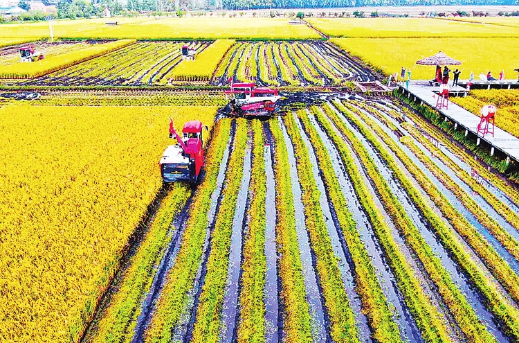 中國吉林農民豐收開鐮節舉行