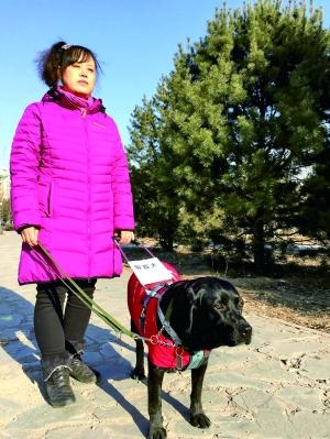 北京導盲犬生存狀況調查：導盲犬走不進這座城