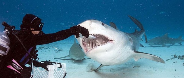 英摄影师冒险抓拍鲨鱼张大嘴情景 成排利齿清晰可见