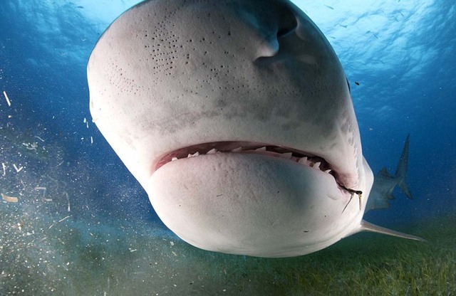 英摄影师冒险抓拍鲨鱼张大嘴情景 成排利齿清晰可见