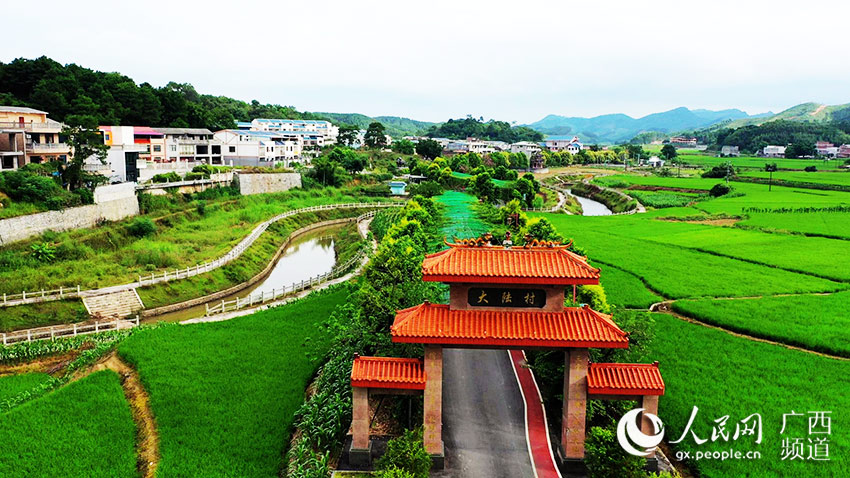 广西宾阳：稻田里有只“大熊猫”