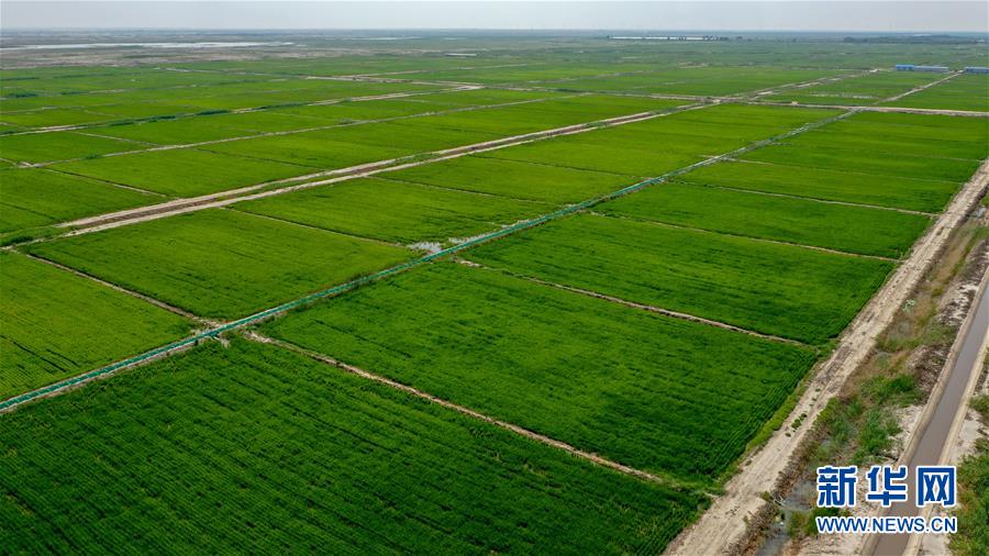 “河湖连通”连通小康生活——吉林西部生态治理见闻