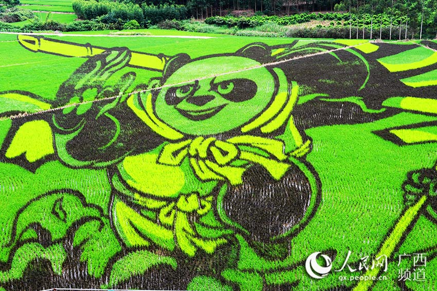 广西宾阳：稻田里有只“大熊猫”