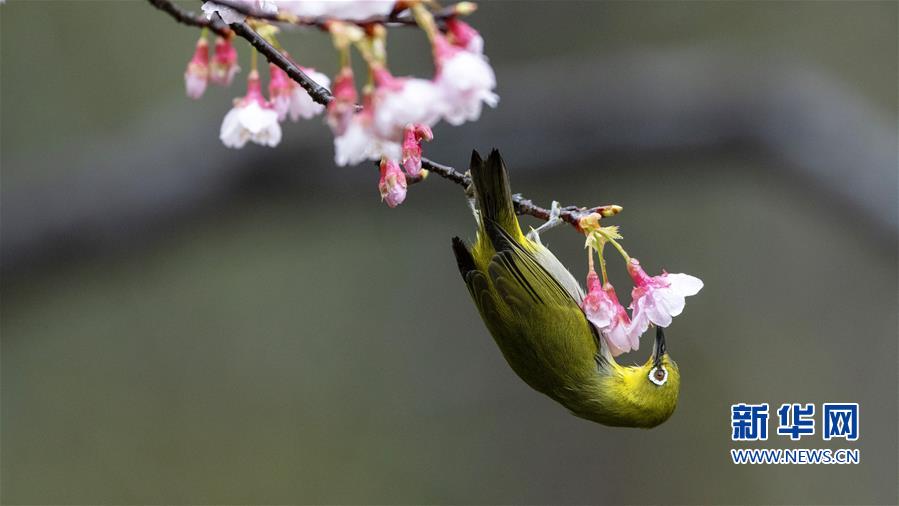 福州：櫻花枝頭鳥翻飛